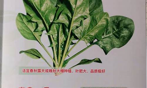 新2会员管理：菠菜公司网址详细介绍